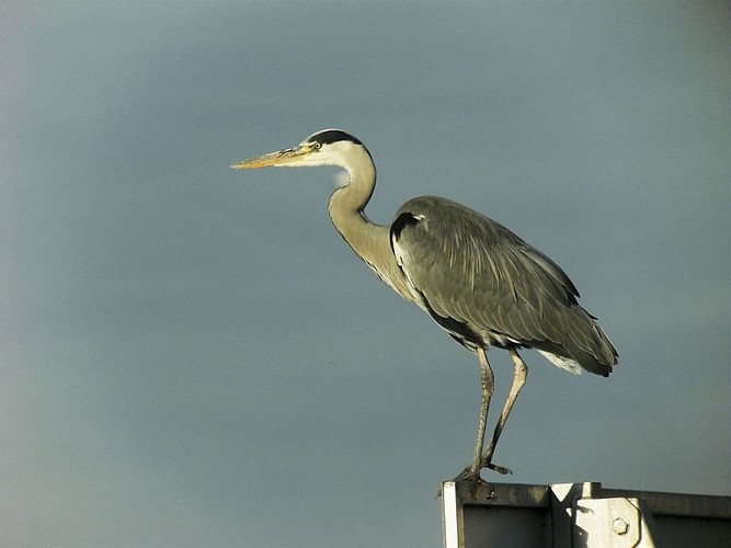 Héron Cendré