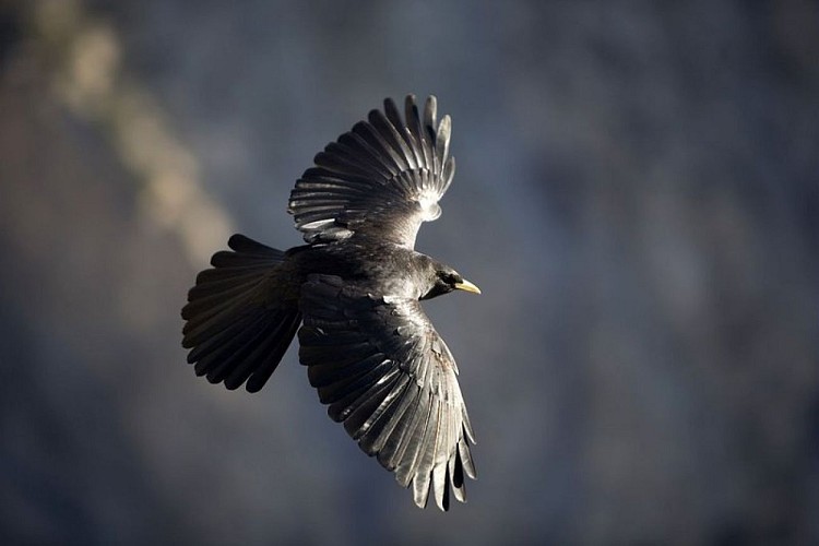 Chocard à bec jaune
