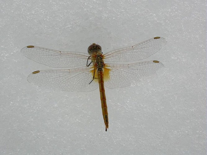 Sympétrum à nervures rouges sur le glacier Blanc