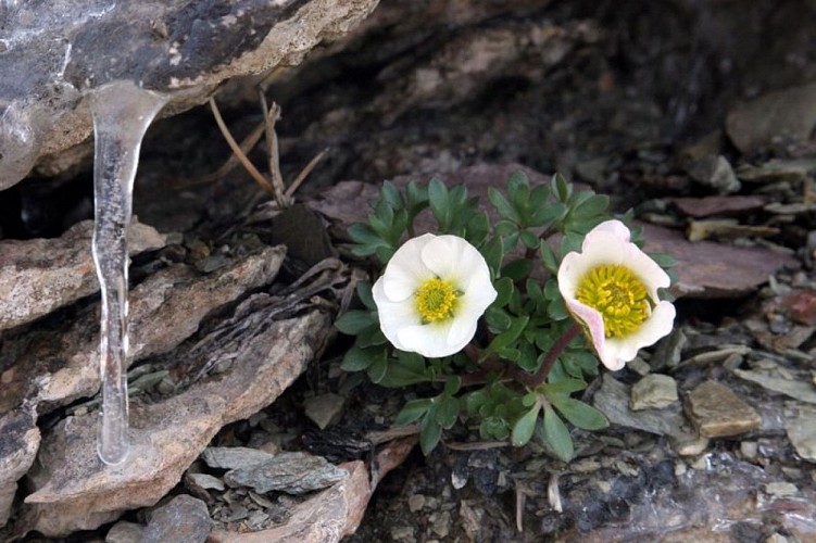 Renoncule des glaciers