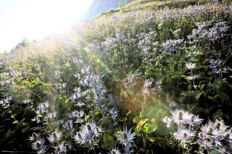 Champ de chardon bleu