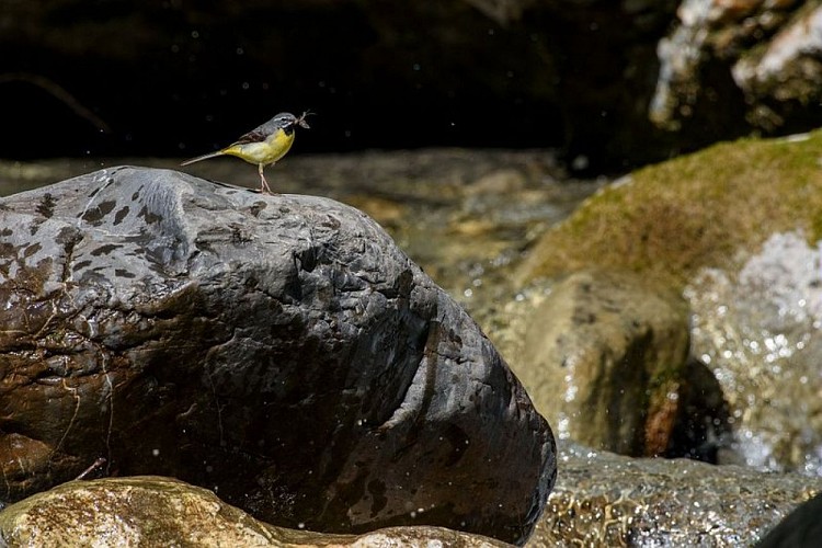 La bergeronnette des ruisseaux