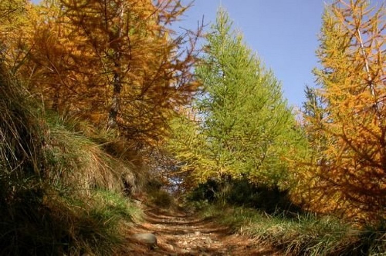 Sentier traversant le mélézin