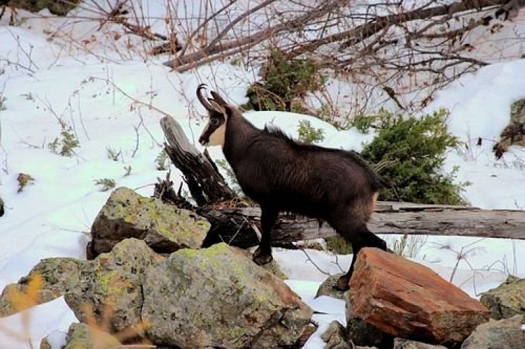 Chamois mâle en hiver, secteur de Vallouise