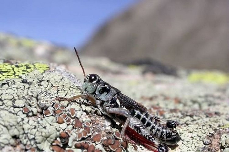 Miramelle des frimas