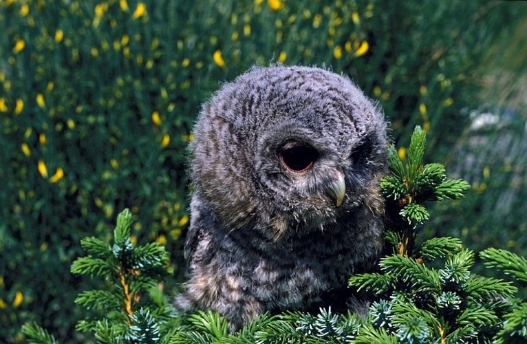 Jeune chouette hulotte