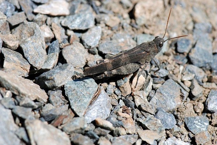 Oedipode rouge, criquet aux ailes rouges