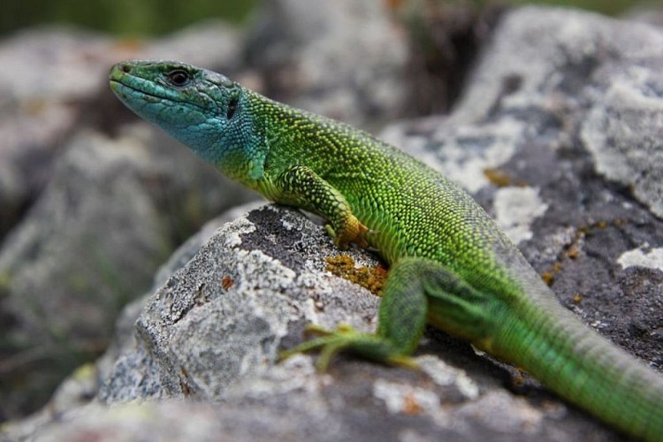 The western green lizard