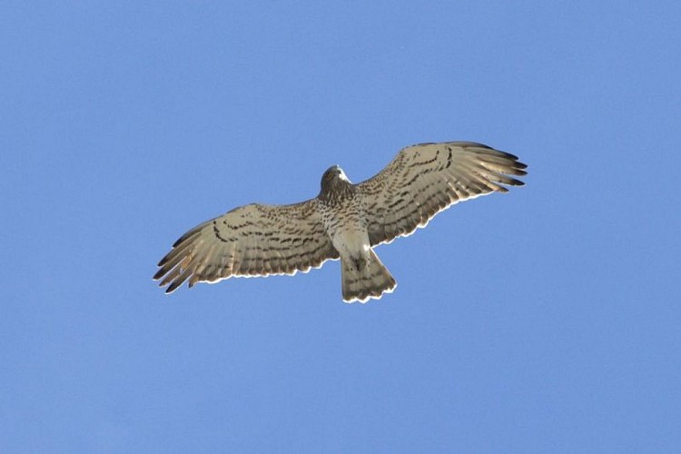 Circaète Jean-le-Blanc en vol
