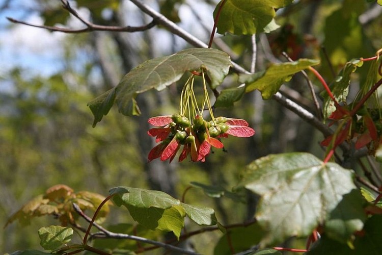 Érable champêtre