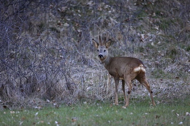 Chevreuil