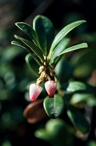 Raisin d'ours (fleurs)