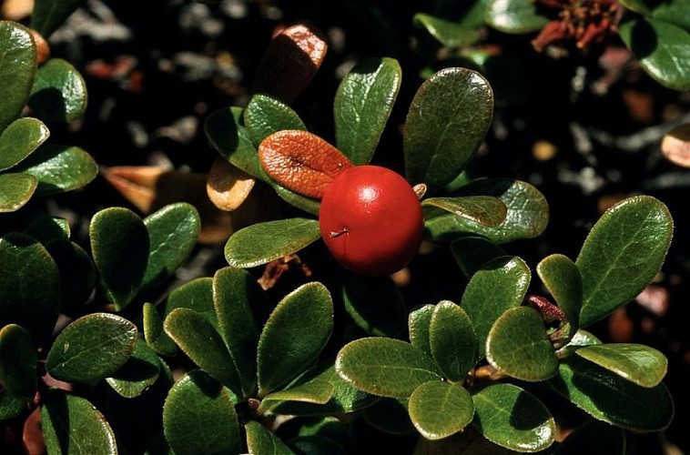 Raisin d'ours (fruits)