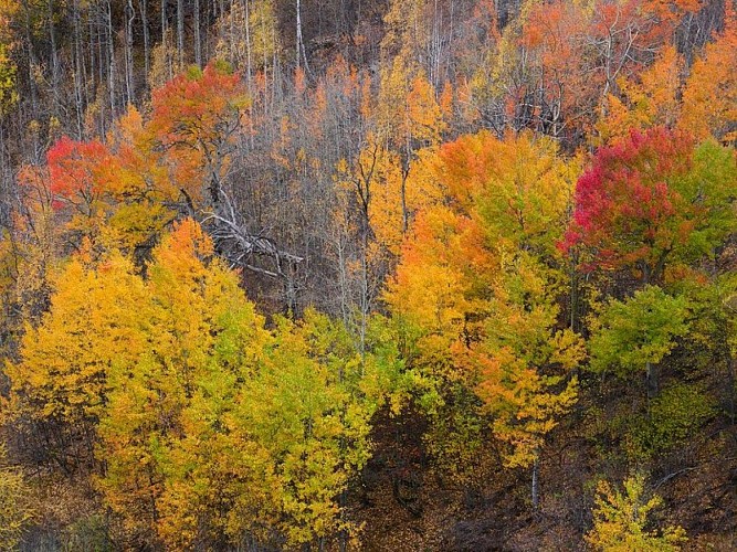 Trembles en automne, palette de couleurs.