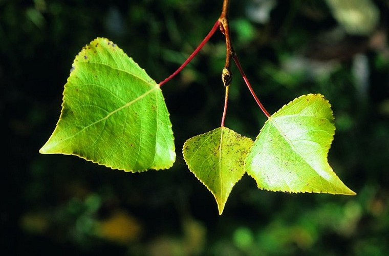 Le peuplier noir