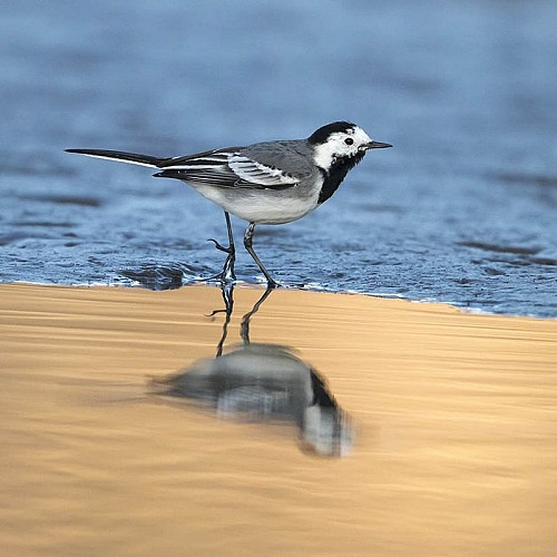 La bergeronnette grise