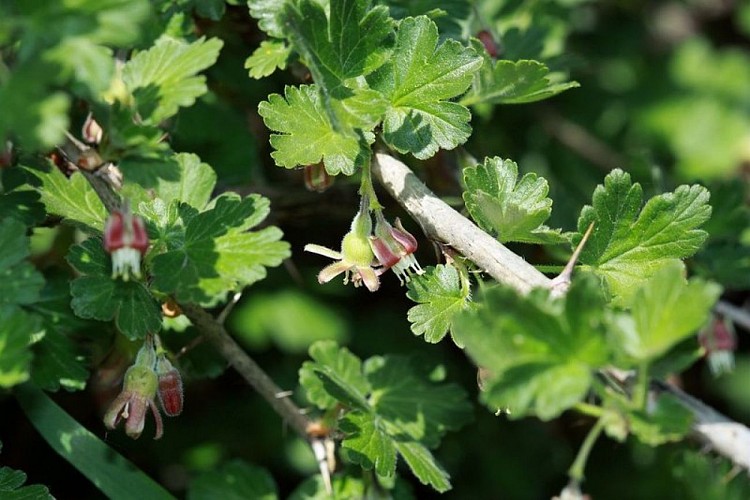 Le groseillier à maquereaux