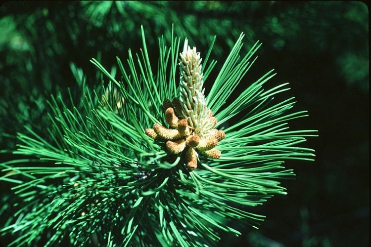 image du object