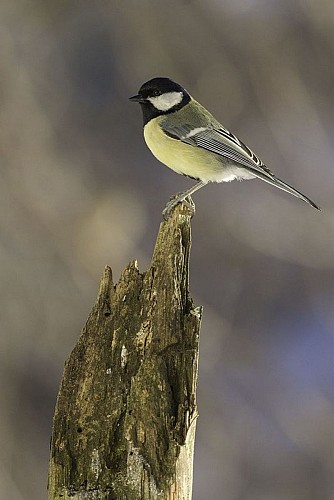 Mésange charbonnière
