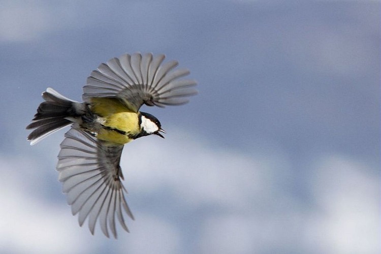 Mésange charbonnière en vol