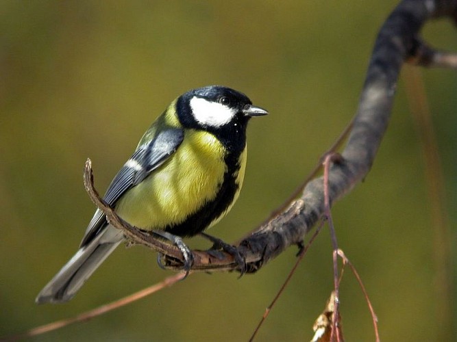 Mésange charbonnière