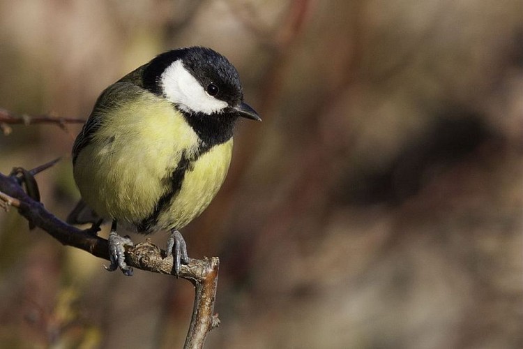 Mésange charbonnière