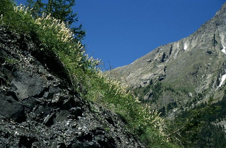 Sainfoin de Boutigny
