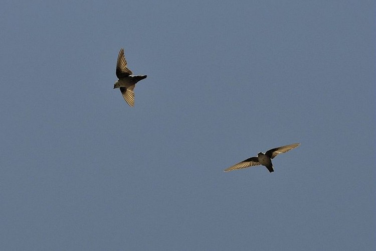 L'hirondelle de rochers