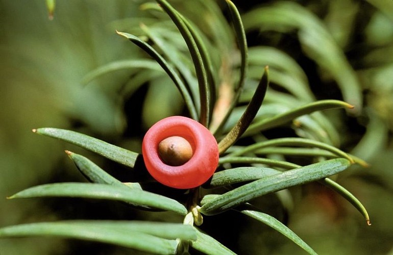 Arille, fruit de l'if