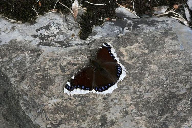 image du object