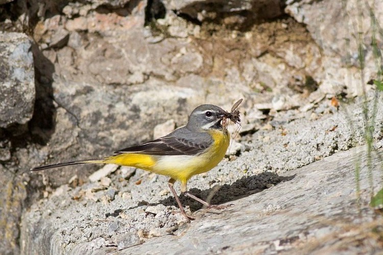 Bergeronnette des ruisseaux