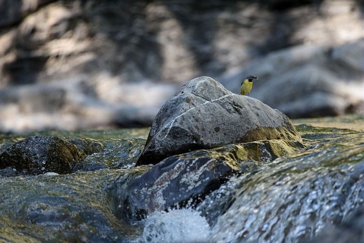 Bergeronnette des ruisseaux