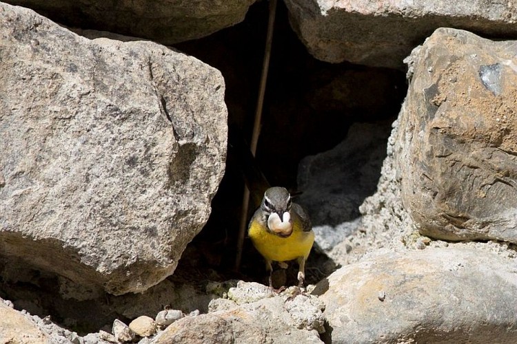 Bergeronnette des ruisseaux