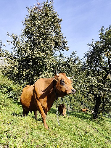 La Ferme de l'Abérieux : achat de produits laitiers