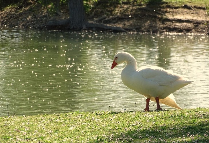 Le Parc de la Lère - Lac