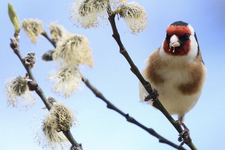Chardonneret élégant