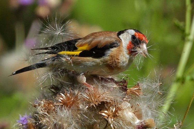 Chardonneret élégant