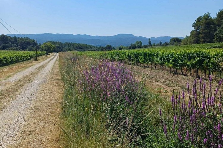 Bord de vigne et Salicaire commune en fleur