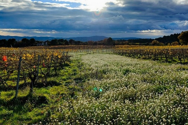 Bord de vigne et Fausse roquette en fleur