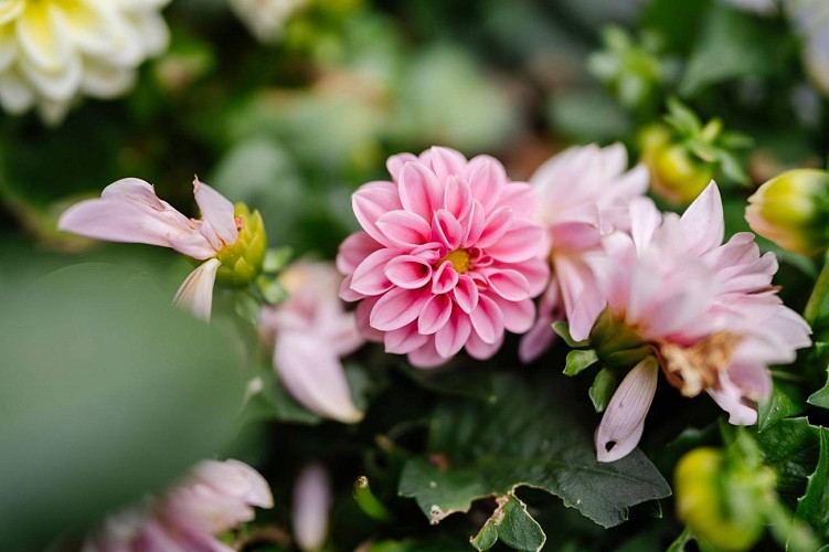 St vith hotel restaurant am steineweiher 10 sarah linden fotografie