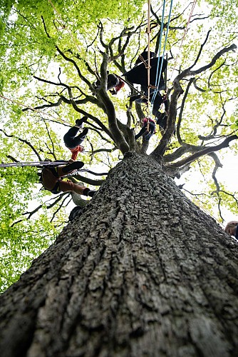 Grimpe dans les arbres
