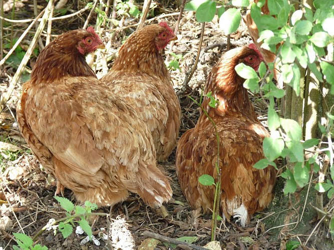 Ferme de Berteillé
