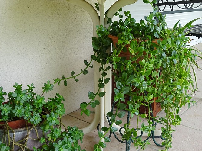 Cottage "Le Figuier"