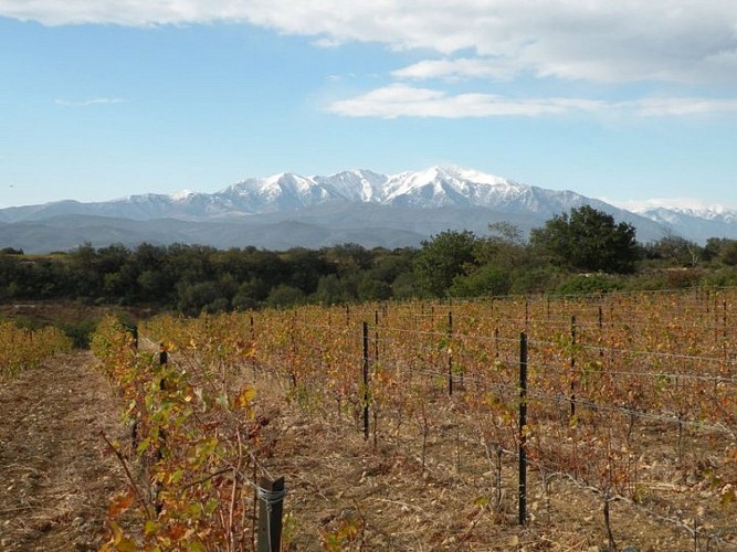 vin-chateau-lafforgue-vigne-vue-canigou-corneilla-la-riviere