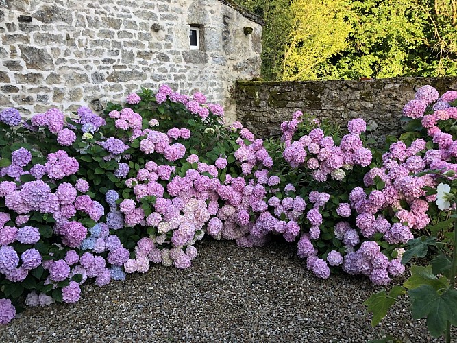 Gîte La Louise ortensia