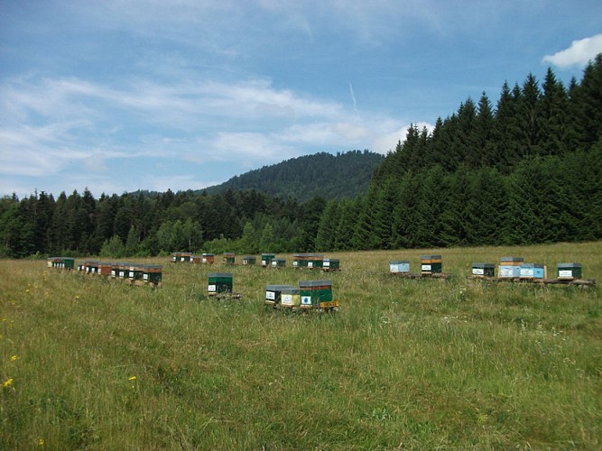 Rucher la Reine des Vosges