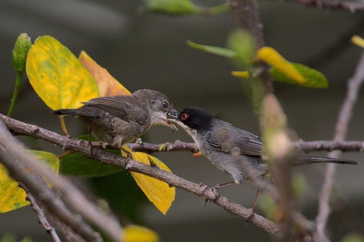 Fauvette mélanocéphale