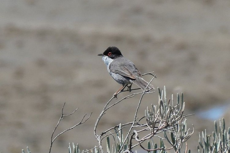 Fauvette mélanocéphale
