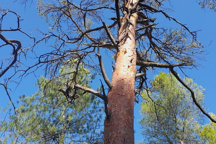 Détail du tronc d'un Pin d'Alep