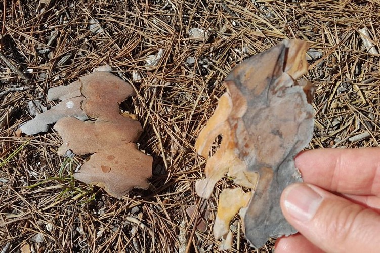 Morceaux d'écorce de Pin d'Alep